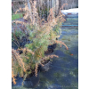 Jałowiec pospolity Kalebab - Juniperus communis