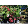 Klon ussuryjski - Acer pseudosieboldianum