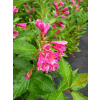Krzewuszka Big Love-Weigela