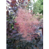Perukowiec podolski Royal Purple-Cotinus coggygria