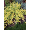 Jałowiec nadbrzeżny Allgold-Juniperus conferta
