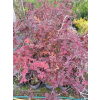 Berberys Thunberga Atropurpurea-Berberis thunbergii