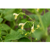 Kocimiętka himalajska - Nepeta govaniana