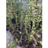 Dereń świdwa Compressa-Cornus sanguinea