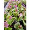 Bergenia sercowata-Bergenia cordifolia