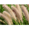 Rozplenica japońska  Cassian - Pennisetum alopecuroides