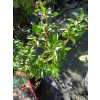 Ostrokrzew Cousin-Ilex
