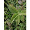 Forsycja zielona Kumson-Forsythia viridissima