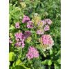 Krwawnik pospolity - Achillea millefolium Colorado