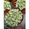 Dąbrówka rozłogowa Variegata-Ajuga reptans