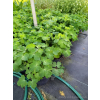 Orlik niski-Aquilegia vulgaris