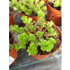 Rozchodnik kamczacki - Sedum kamtschaticum var. ellacombianum Rozchodnik kamczacki - Sedum kamtschaticum var. ellacombianum