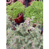 Macierzanka cytrynowa-Thymus x citriodorus Silver King