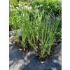 Trawa pampasowa Rosea-Cortaderia selloana