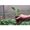 Funkia Blue Mouse Ears - Hosta hybrid