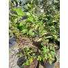 Obiela groniasta-Exochorda racemosa