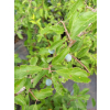 Śliwa tarnina-Prunus spinosa