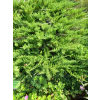 Jałowiec sabiński Tamariscifolia -  Juniperus sabina