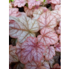 Żuraweczka-Heucherella Copper Cascade