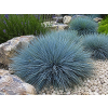 Kostrzewa sina Blue Select - Festuca glauca