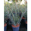 Wierzba purpurowa Nana - Salix purpurea Nana