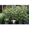Kalina sztywnolistna - Viburnum rhythidophyllum