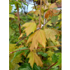 Klon czerwony - Acer rubrum