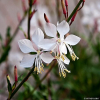 Gaura Lindheimera Whirling Butterflies - Gaura lindheimer