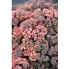 Rozchodnik ogrodowy Globe Pink - Sedum hybridum