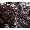 Jabłoń purpurowa-Malus purpurea