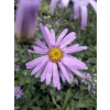 Aster gawędka-Aster amellus