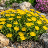 Delosperma Solstice Yellow - Delosperma cooperi