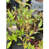 Wierzba arktyczna-Salix arctica var. petraea