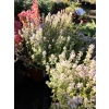 Macierzanka cytrynowa Gold Stream -Thymus x citriodorus