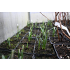 Śnieżyczka - Galanthus nivalis