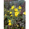 Pięciornik krzewiasty Goldfinger-Potentilla fruticosa