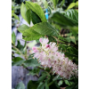 Orszelina olcholistna Ruby Spice - Clethera alnifolia