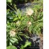 Dziewięćsił łodygowy-Carlina acualis ssp.simplex
