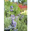 Lawenda ogrodowa-Lavandula vera