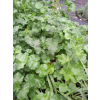 Ślaz piżmowy różowy-Malva moschata