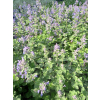 Kocimiętka-Nepeta