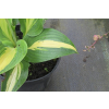 Funkia  Lakeside Paisley Print - Hosta