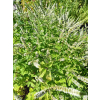 Mięta marokańska-Mentha spicata Moroccan
