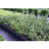 Choina Martensa - Tsuga mertensiana