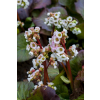 Bergenia sercolistna Jelle - Bergenia cordifolia