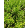 Żywotnik zachodni-Thuja occidentalis Smaragd