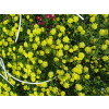 Delosperma Solstice Yellow - Delosperma cooperi
