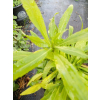 Dzielżan jesienny-Helenium autumnale