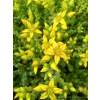 Rozchodnik ostry-Sedum acre