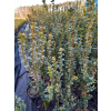 Bukszpan zawszezielony Rotundifolia-Buxus sempervirens